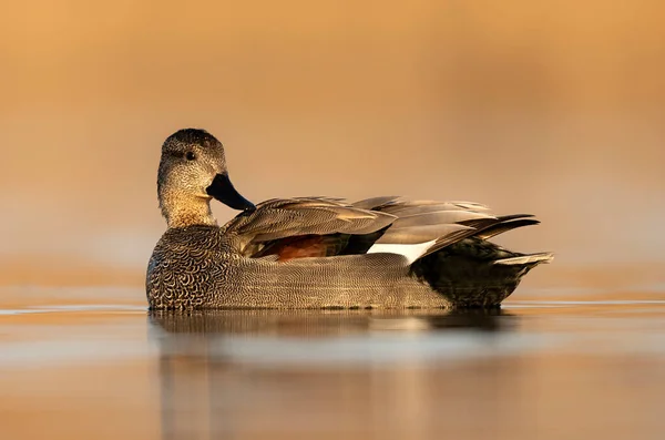 Gadwall Bird Mareca Strepera Vicino Maschio — Foto Stock