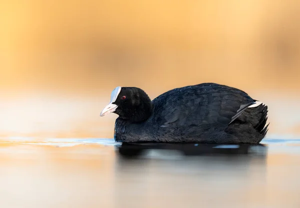 Eurasiatico Folaga Fulica Atra Luce Del Mattino — Foto Stock