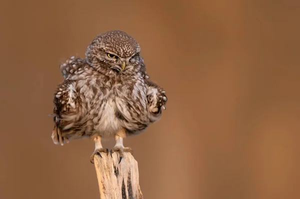 Little Owl Athene Noctua Close — Stock Photo, Image