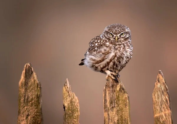 Pequeño Búho Actene Noctua Cerca — Foto de Stock