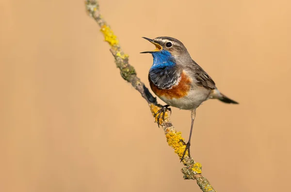 Pták Obecný Zblízka Luscinia Svecica — Stock fotografie