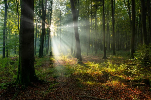 Belle Matinée Ensoleillée Dans Forêt Verte — Photo