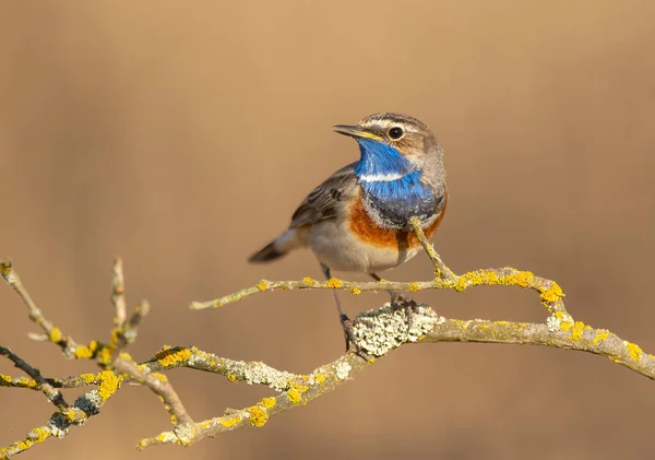 Pájaro Garganta Azul Cerca Luscinia Svecica — Foto de Stock