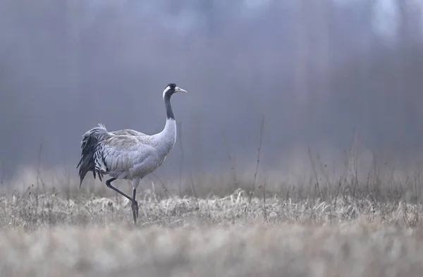 Common crane bird ( Grus grus )