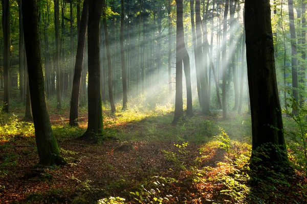 Beautiful Sunny Morning Green Forest — Fotografia de Stock