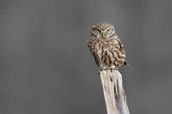 Little Owl Athene Noctua Close — Stock Photo, Image