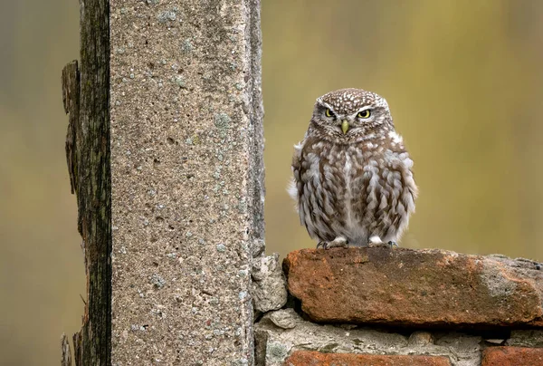 Pequeño Búho Athene Noctua Cerca —  Fotos de Stock