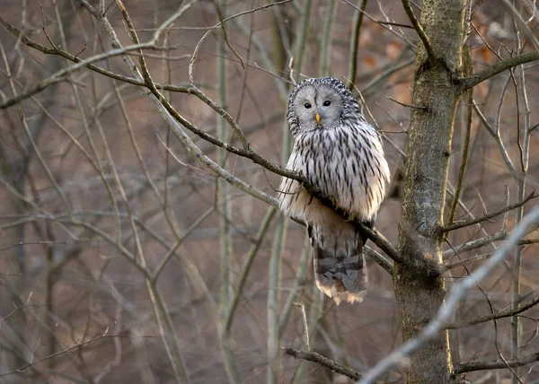 Ural Owl Strix Uralensis Close — Stock fotografie