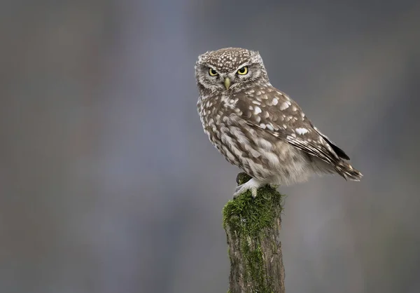 Pequeño Búho Athene Noctua Cerca — Foto de Stock