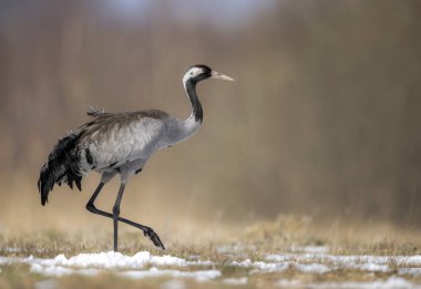 Yaygın vinç kuşu (grus grus )
