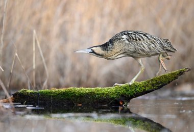 Büyük bittern kuşu (Botaurus yıldızları) yakın çekim