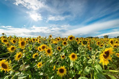Ayçiçeği tarlasında güzel bir yaz günü