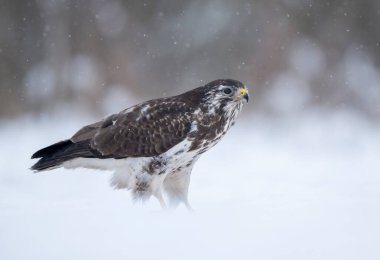 Yaygın akbaba kuşu (Buteo buteo )