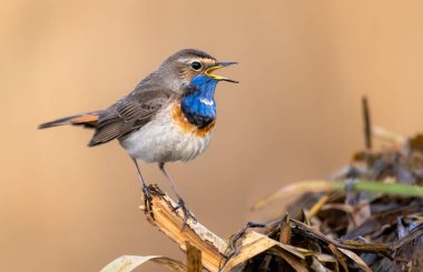 Bluethroat kuşu kapat (Luscinia svecica )