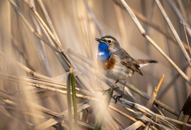 Bluethroat kuşu kapat (Luscinia svecica )