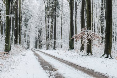 Ormanda güzel bir kış günü