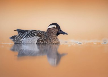 Garganey kuşu (Spatula querquedula) - erkek