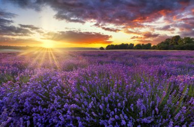 Lavanta tarlasında yaz günbatımı