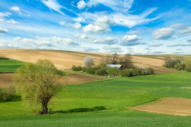 Yeşil söğüt ağaçları ve mavi bulutlu gökyüzü ile güzel bir bahar manzarası