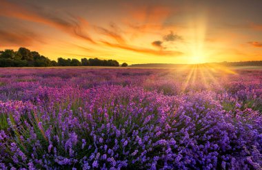 Lavanta tarlasında yaz günbatımı