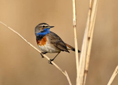 Bluethroat kuşu kapat (Luscinia svecica )