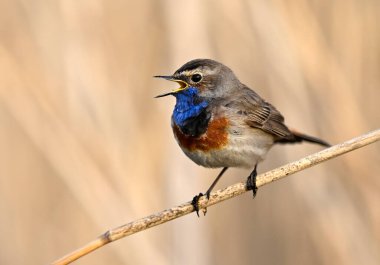 Bluethroat kuşu kapat (Luscinia svecica )