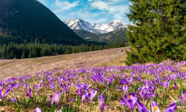 Kırsal çiçekli güzel bahar manzarası - Tatry dağları - Chocholowska Vadisi