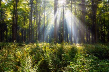 Beautiful sunny morning in the green forest
