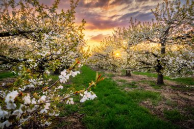 Kiraz ağaçlarında güzel bir bahar günbatımı