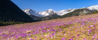 Kırsal çiçekli güzel bahar manzarası - Tatry dağları - Chocholowska Vadisi