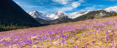 Kırsal çiçekli güzel bahar manzarası - Tatry dağları - Chocholowska Vadisi