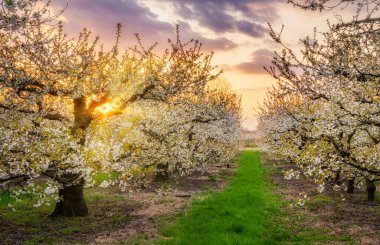 Kiraz ağaçlarında güzel bir bahar günbatımı