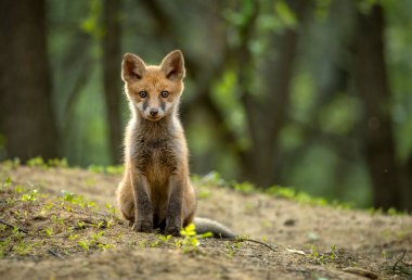 Ormandaki sevimli kızıl tilki (Vulpes vulpes )
