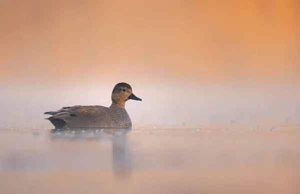 Gadwall Bird Mareca Strepera Vicino Maschio — Foto Stock