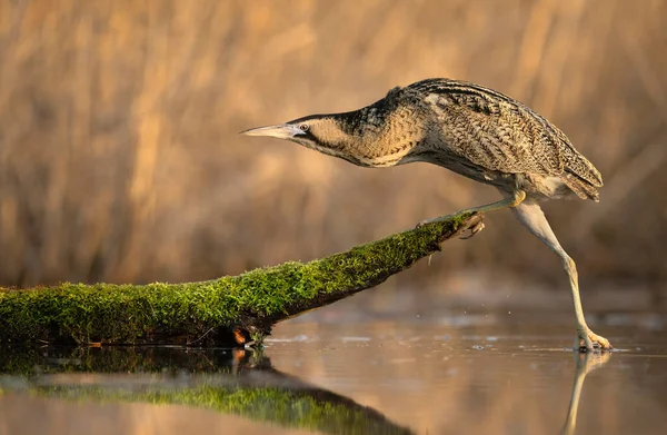 Rohrdommel Botaurus Stellaris Aus Nächster Nähe — Stockfoto