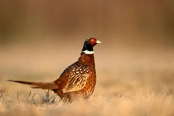 Ringneck Pheasant Phasianus Colchicus Male Close — Stock Photo, Image