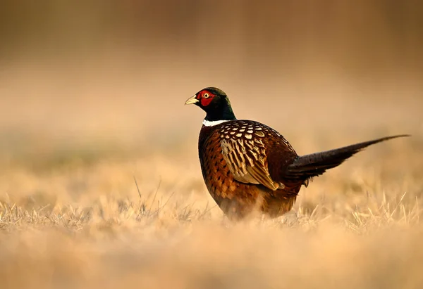 Ringneck Pheasant Phasianus Colchicus Male Close — Stock Photo, Image