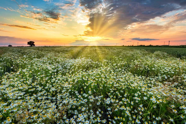 Piękny Letni Zachód Słońca Nad Polem Kwiatów Rumianku — Zdjęcie stockowe