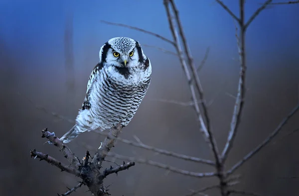 Kuzey Şahin Baykuşu Surnia Ululası — Stok fotoğraf