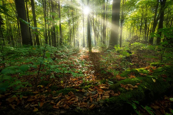 Krásné Slunečné Ráno Zeleném Lese — Stock fotografie