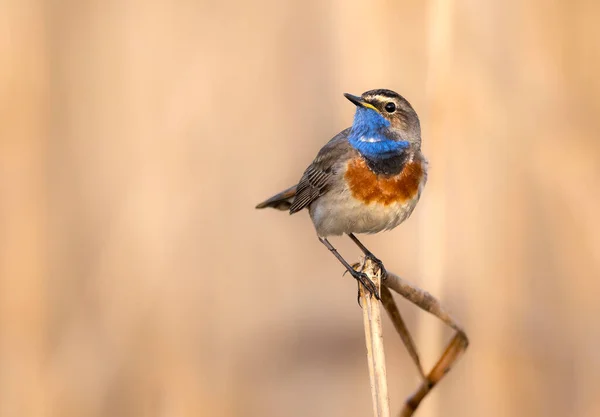 Güzel Küçük Kuş Dalda Oturuyor — Stok fotoğraf