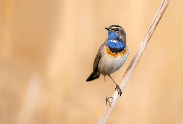 Blåstrupsfågel Nära Håll Luscinia Svecica — Stockfoto