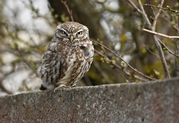 Petite Chouette Athene Noctua Gros Plan — Photo