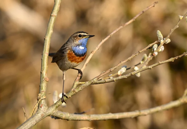 Pájaro Garganta Azul Cerca Luscinia Svecica — Foto de Stock