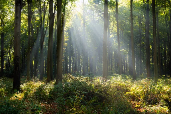 Belle Matinée Ensoleillée Dans Forêt Verte — Photo