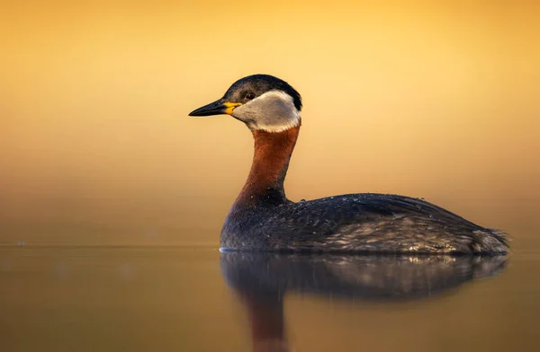 Grebe Dal Collo Rosso Podiceps Grisegena — Foto Stock