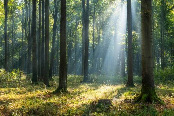 Beautiful Sunny Morning Green Forest — Stok fotoğraf