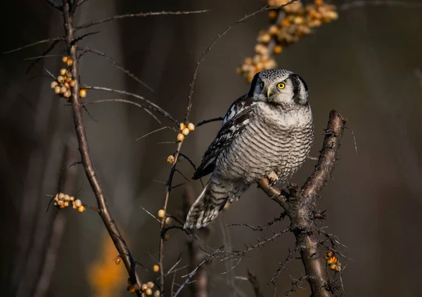 Northern Hawk Owl Surnia Ulula — Stock Photo, Image