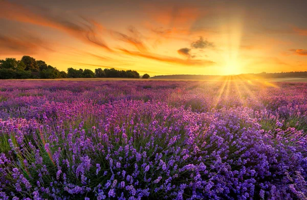 Berautiful Puesta Sol Verano Sobre Campo Lavanda — Foto de Stock