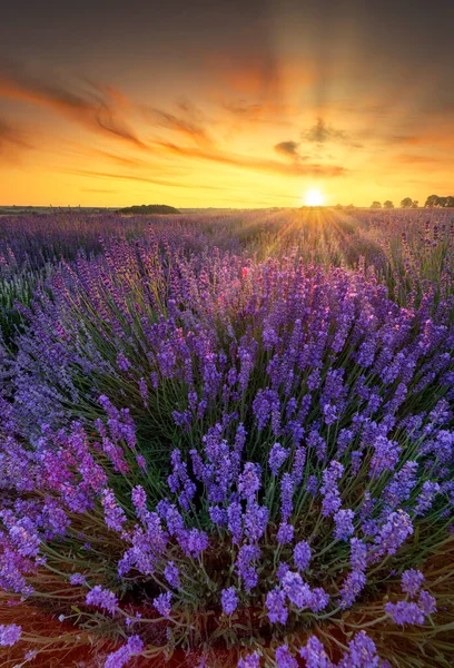 Vacker Sommar Solnedgång Över Lavendel Fält — Stockfoto